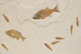Green River Fossil Fish Mural with Mioplosus and Phareodus #295672-2